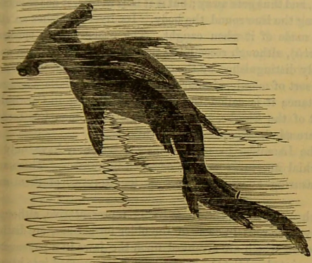 An illustration from A natural history of the animal kingdom : being a systematic and popular description of the habits, structure, and classification of animals, from the lowest to the highest forms. Arranged according to their organisation / by W. S. Dallas., 1860, leaf 357