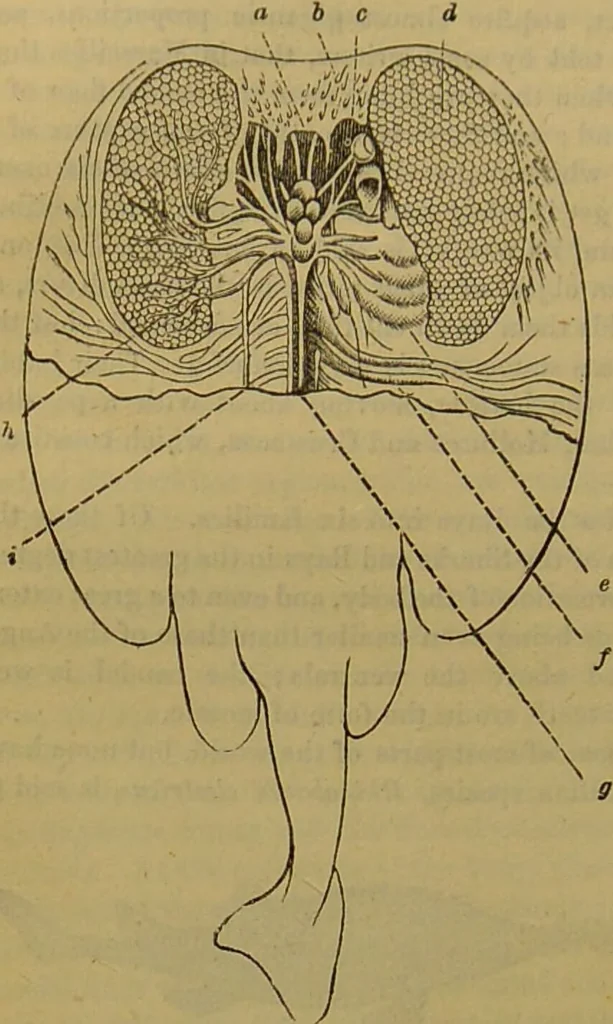 An illustration from A natural history of the animal kingdom : being a systematic and popular description of the habits, structure, and classification of animals, from the lowest to the highest forms. Arranged according to their organisation / by W. S. Dallas., 1860, leaf 362