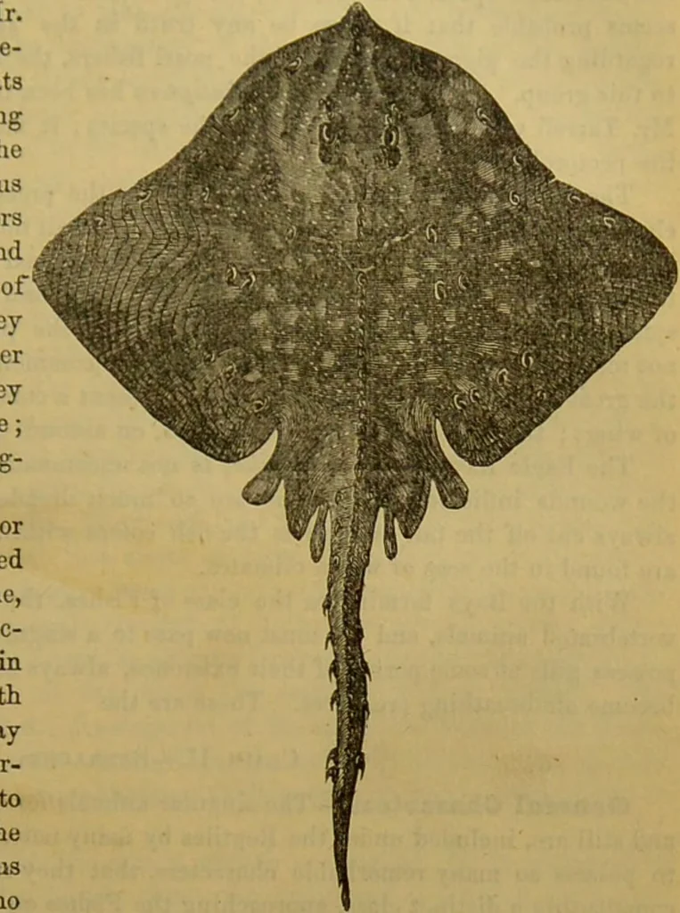 An illustration from A natural history of the animal kingdom : being a systematic and popular description of the habits, structure, and classification of animals, from the lowest to the highest forms. Arranged according to their organisation / by W. S. Dallas., 1860, leaf 363