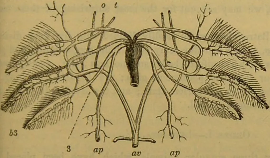 An illustration from A natural history of the animal kingdom : being a systematic and popular description of the habits, structure, and classification of animals, from the lowest to the highest forms. Arranged according to their organisation / by W. S. Dallas., 1860, leaf 367