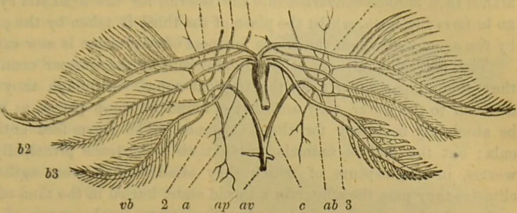 An illustration from A natural history of the animal kingdom : being a systematic and popular description of the habits, structure, and classification of animals, from the lowest to the highest forms. Arranged according to their organisation / by W. S. Dallas., 1860, leaf 367