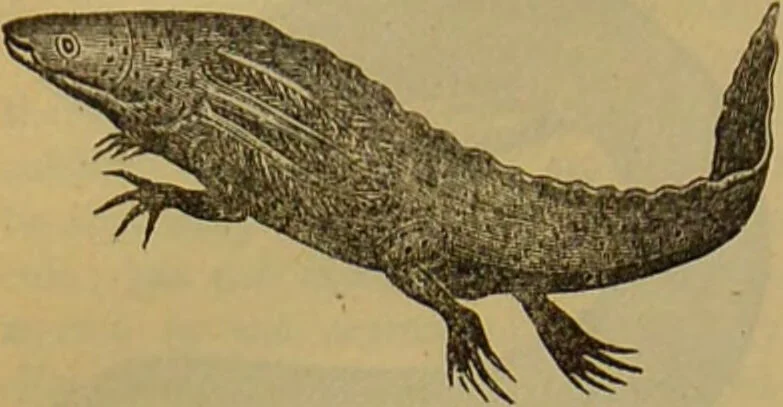 An illustration from A natural history of the animal kingdom : being a systematic and popular description of the habits, structure, and classification of animals, from the lowest to the highest forms. Arranged according to their organisation / by W. S. Dallas., 1860, leaf 370