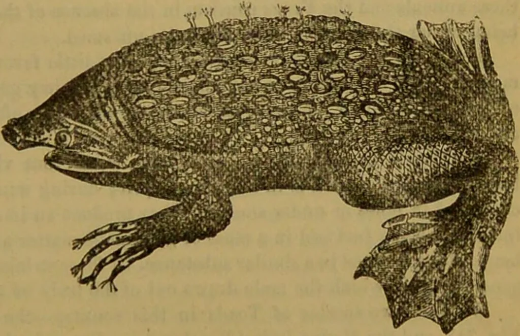 An illustration from A natural history of the animal kingdom : being a systematic and popular description of the habits, structure, and classification of animals, from the lowest to the highest forms. Arranged according to their organisation / by W. S. Dallas., 1860, leaf 373