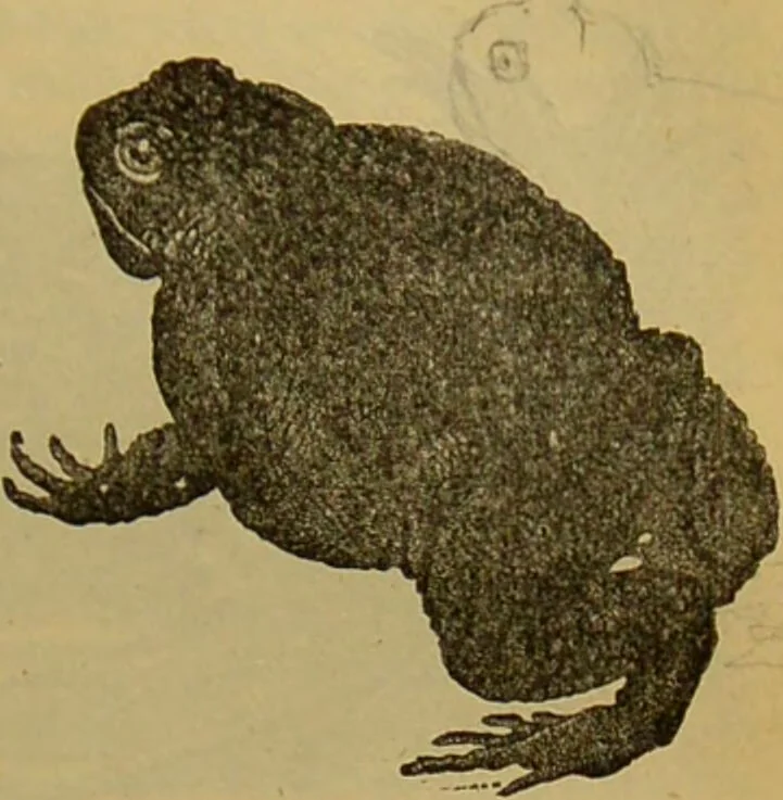 An illustration from A natural history of the animal kingdom : being a systematic and popular description of the habits, structure, and classification of animals, from the lowest to the highest forms. Arranged according to their organisation / by W. S. Dallas., 1860, leaf 375