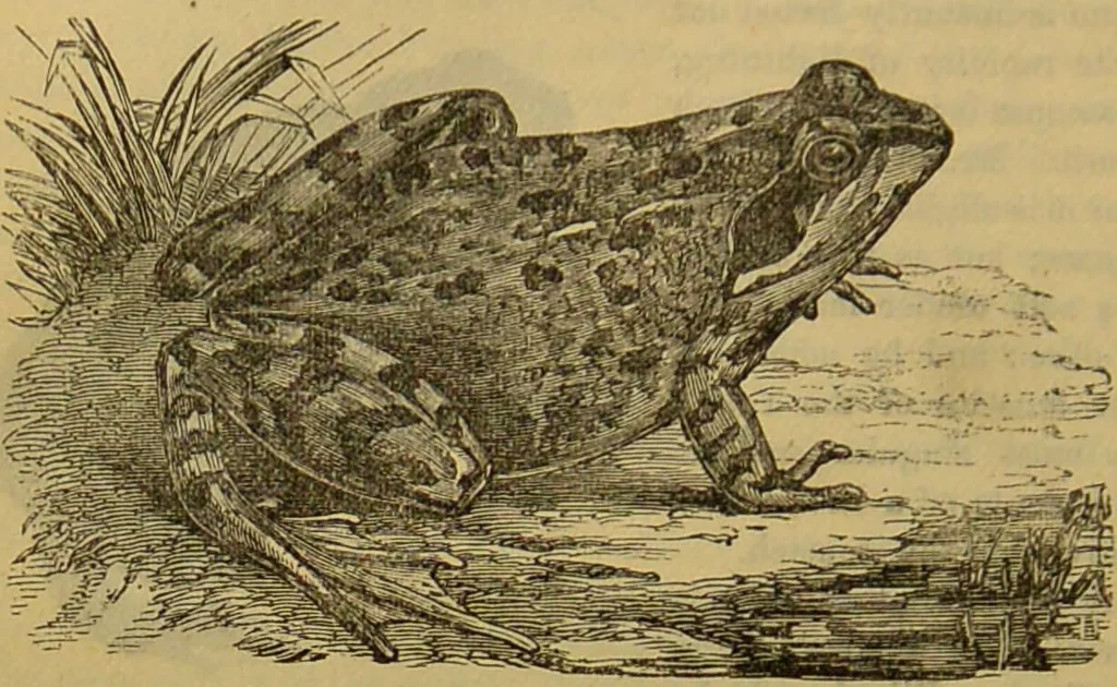 An illustration from A natural history of the animal kingdom : being a systematic and popular description of the habits, structure, and classification of animals, from the lowest to the highest forms. Arranged according to their organisation / by W. S. Dallas., 1860, leaf 376