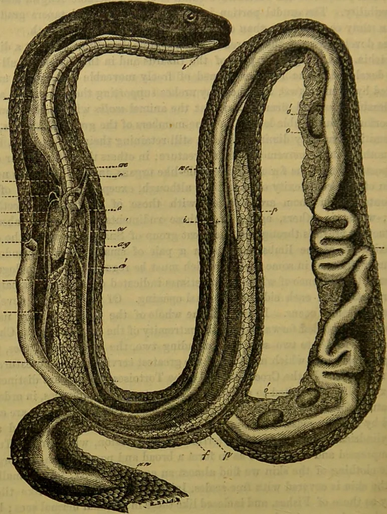 An illustration from A natural history of the animal kingdom : being a systematic and popular description of the habits, structure, and classification of animals, from the lowest to the highest forms. Arranged according to their organisation / by W. S. Dallas., 1860, leaf 380