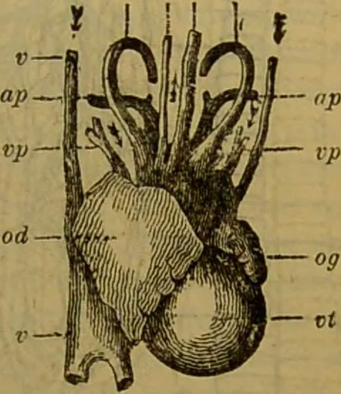 An illustration from A natural history of the animal kingdom : being a systematic and popular description of the habits, structure, and classification of animals, from the lowest to the highest forms. Arranged according to their organisation / by W. S. Dallas., 1860, leaf 381