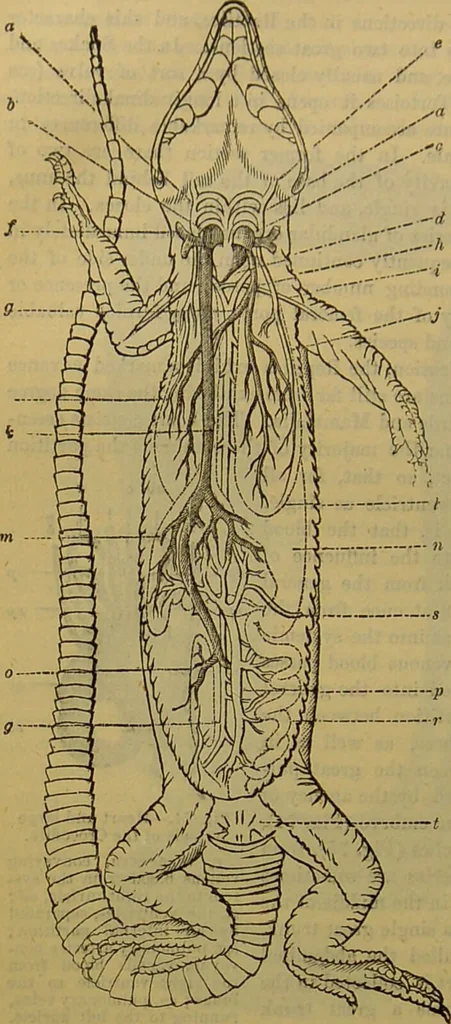 An illustration from A natural history of the animal kingdom : being a systematic and popular description of the habits, structure, and classification of animals, from the lowest to the highest forms. Arranged according to their organisation / by W. S. Dallas., 1860, leaf 382