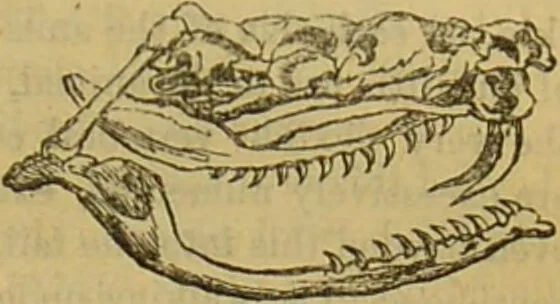 An illustration from A natural history of the animal kingdom : being a systematic and popular description of the habits, structure, and classification of animals, from the lowest to the highest forms. Arranged according to their organisation / by W. S. Dallas., 1860, leaf 385