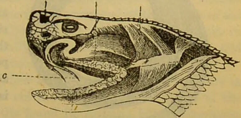 An illustration from A natural history of the animal kingdom : being a systematic and popular description of the habits, structure, and classification of animals, from the lowest to the highest forms. Arranged according to their organisation / by W. S. Dallas., 1860, leaf 387