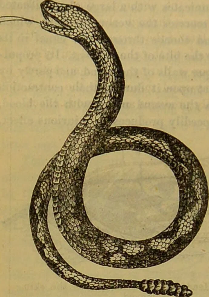 An illustration from A natural history of the animal kingdom : being a systematic and popular description of the habits, structure, and classification of animals, from the lowest to the highest forms. Arranged according to their organisation / by W. S. Dallas., 1860, leaf 388