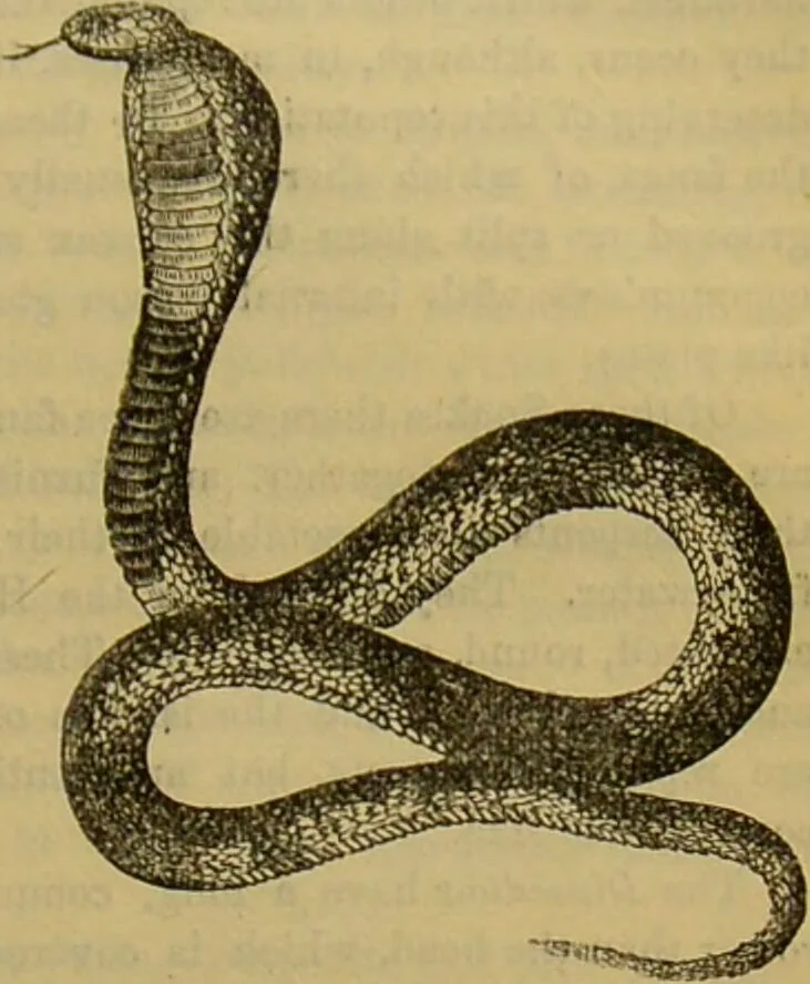 An illustration from A natural history of the animal kingdom : being a systematic and popular description of the habits, structure, and classification of animals, from the lowest to the highest forms. Arranged according to their organisation / by W. S. Dallas., 1860, leaf 391
