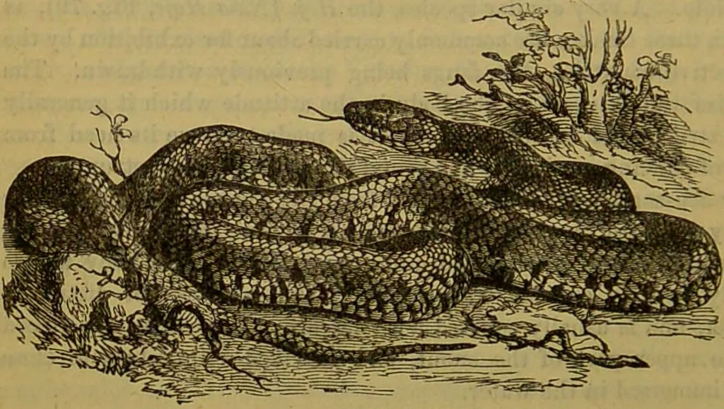 An illustration from A natural history of the animal kingdom : being a systematic and popular description of the habits, structure, and classification of animals, from the lowest to the highest forms. Arranged according to their organisation / by W. S. Dallas., 1860, leaf 392