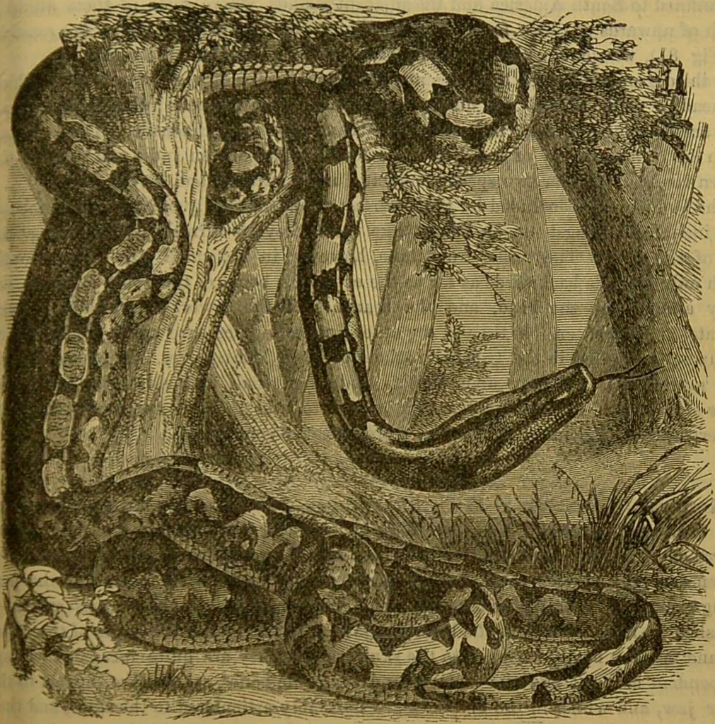 An illustration from A natural history of the animal kingdom : being a systematic and popular description of the habits, structure, and classification of animals, from the lowest to the highest forms. Arranged according to their organisation / by W. S. Dallas., 1860, leaf 395