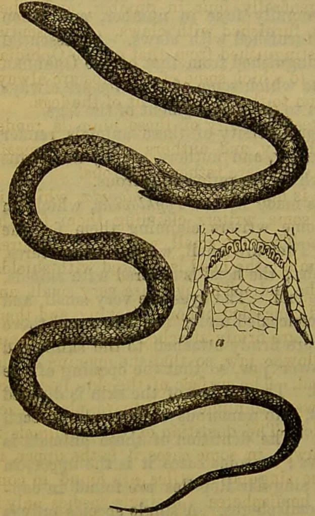 An illustration from A natural history of the animal kingdom : being a systematic and popular description of the habits, structure, and classification of animals, from the lowest to the highest forms. Arranged according to their organisation / by W. S. Dallas., 1860, leaf 398