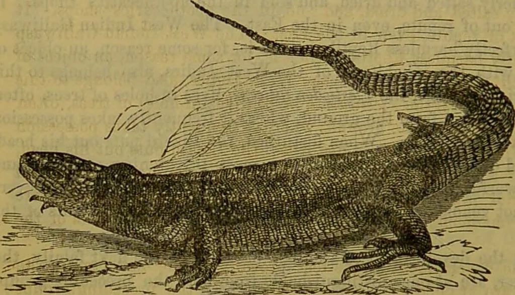 An illustration from A natural history of the animal kingdom : being a systematic and popular description of the habits, structure, and classification of animals, from the lowest to the highest forms. Arranged according to their organisation / by W. S. Dallas., 1860, leaf 400