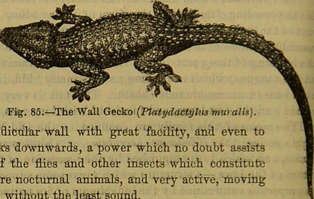 An illustration from A natural history of the animal kingdom : being a systematic and popular description of the habits, structure, and classification of animals, from the lowest to the highest forms. Arranged according to their organisation / by W. S. Dallas., 1860, leaf 402
