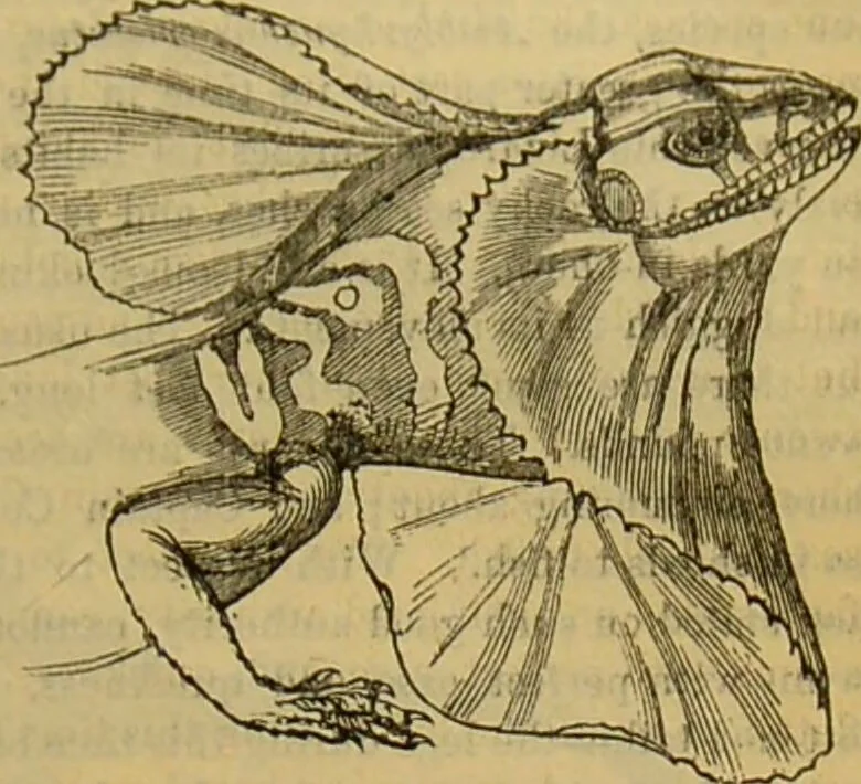 An illustration from A natural history of the animal kingdom : being a systematic and popular description of the habits, structure, and classification of animals, from the lowest to the highest forms. Arranged according to their organisation / by W. S. Dallas., 1860, leaf 403