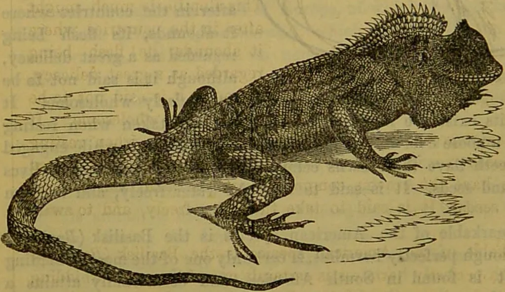 An illustration from A natural history of the animal kingdom : being a systematic and popular description of the habits, structure, and classification of animals, from the lowest to the highest forms. Arranged according to their organisation / by W. S. Dallas., 1860, leaf 404