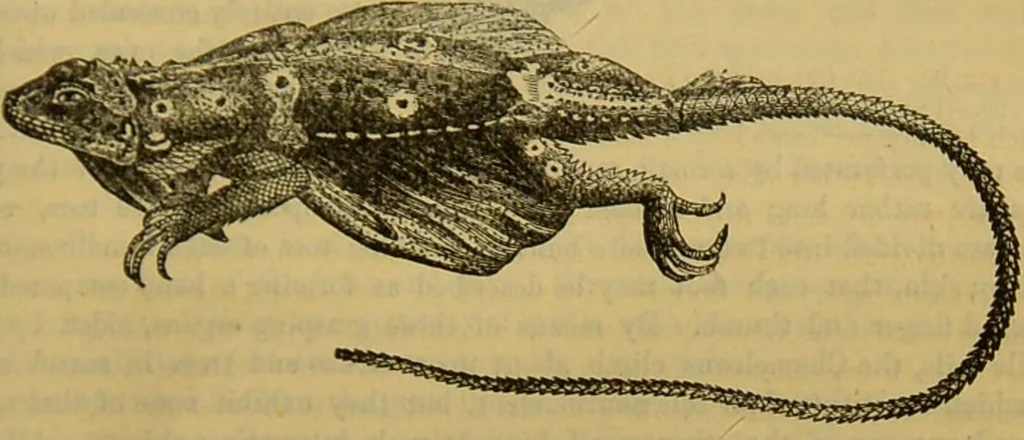 An illustration from A natural history of the animal kingdom : being a systematic and popular description of the habits, structure, and classification of animals, from the lowest to the highest forms. Arranged according to their organisation / by W. S. Dallas., 1860, leaf 405