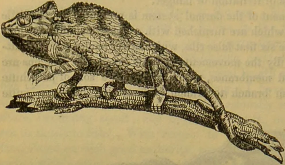 An illustration from A natural history of the animal kingdom : being a systematic and popular description of the habits, structure, and classification of animals, from the lowest to the highest forms. Arranged according to their organisation / by W. S. Dallas., 1860, leaf 406