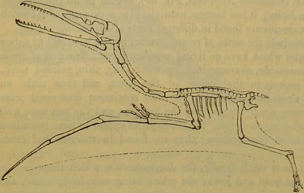 An illustration from A natural history of the animal kingdom : being a systematic and popular description of the habits, structure, and classification of animals, from the lowest to the highest forms. Arranged according to their organisation / by W. S. Dallas., 1860, leaf 408