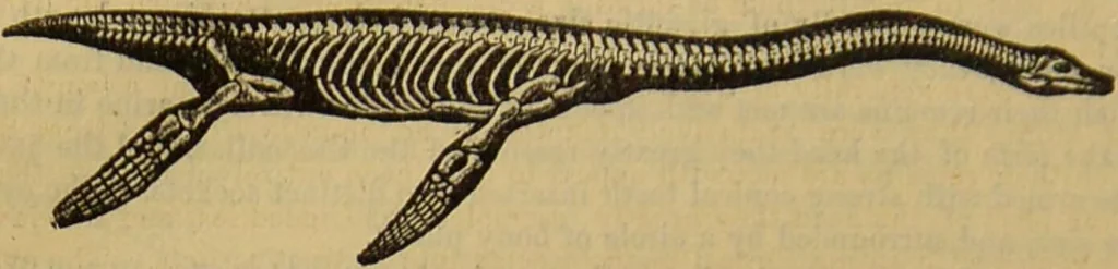 An illustration from A natural history of the animal kingdom : being a systematic and popular description of the habits, structure, and classification of animals, from the lowest to the highest forms. Arranged according to their organisation / by W. S. Dallas., 1860, leaf 410