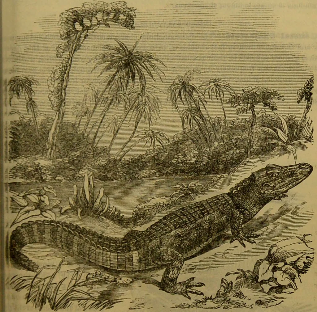 An illustration from A natural history of the animal kingdom : being a systematic and popular description of the habits, structure, and classification of animals, from the lowest to the highest forms. Arranged according to their organisation / by W. S. Dallas., 1860, leaf 413