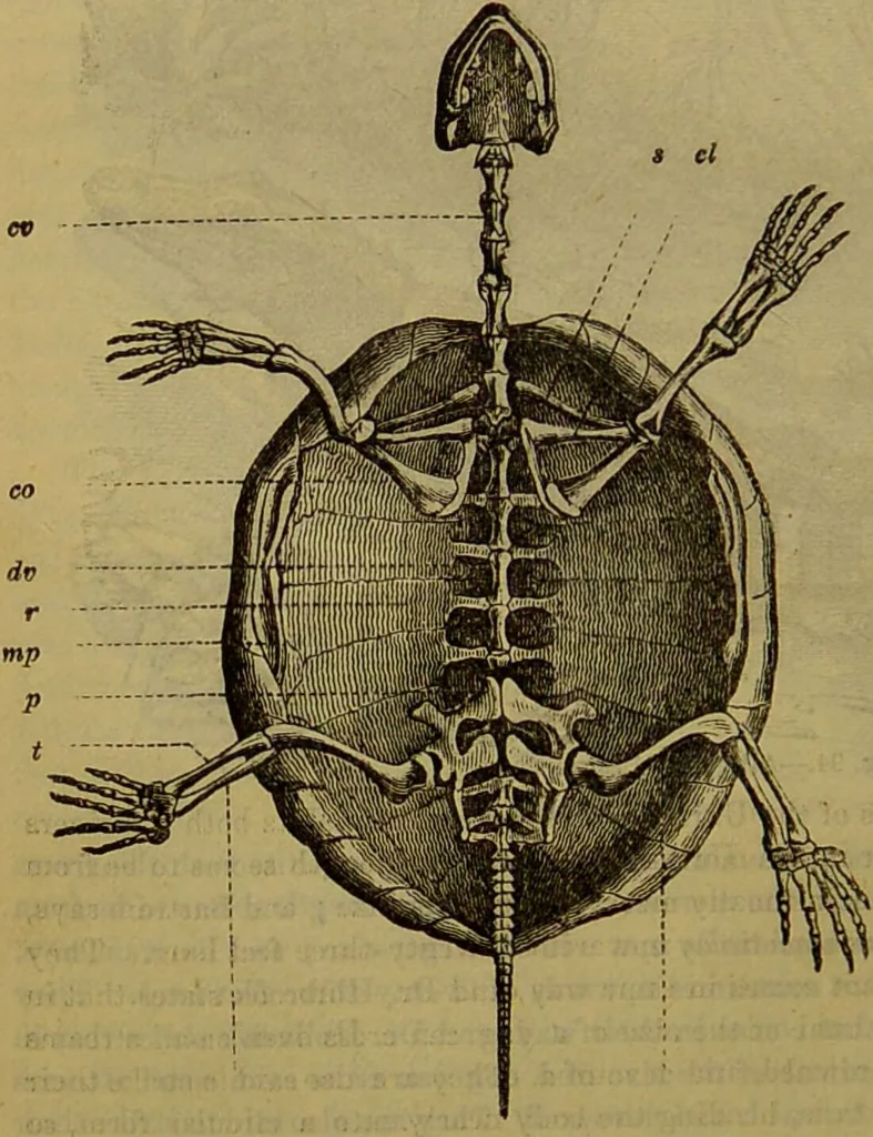An illustration from A natural history of the animal kingdom : being a systematic and popular description of the habits, structure, and classification of animals, from the lowest to the highest forms. Arranged according to their organisation / by W. S. Dallas., 1860, leaf 414