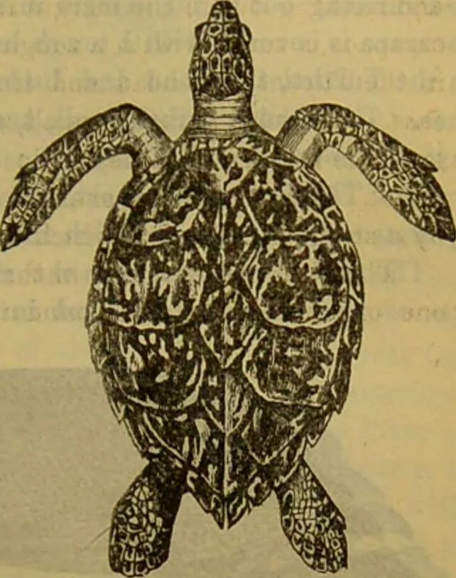 An illustration from A natural history of the animal kingdom : being a systematic and popular description of the habits, structure, and classification of animals, from the lowest to the highest forms. Arranged according to their organisation / by W. S. Dallas., 1860, leaf 417
