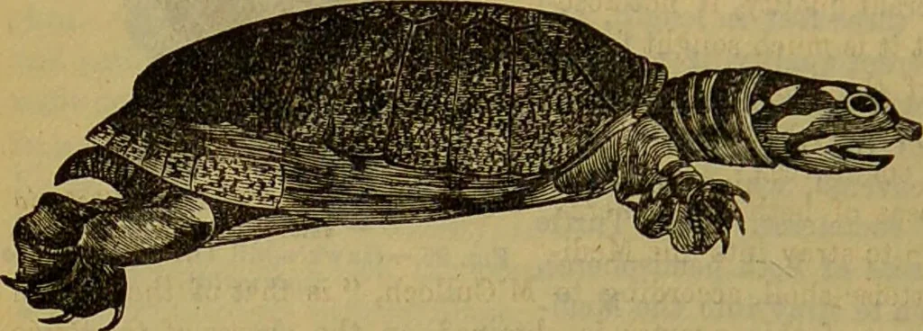 An illustration from A natural history of the animal kingdom : being a systematic and popular description of the habits, structure, and classification of animals, from the lowest to the highest forms. Arranged according to their organisation / by W. S. Dallas., 1860, leaf 418