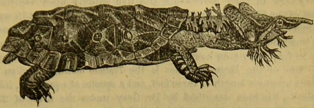An illustration from A natural history of the animal kingdom : being a systematic and popular description of the habits, structure, and classification of animals, from the lowest to the highest forms. Arranged according to their organisation / by W. S. Dallas., 1860, leaf 419