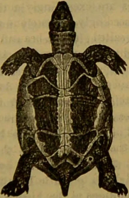 An illustration from A natural history of the animal kingdom : being a systematic and popular description of the habits, structure, and classification of animals, from the lowest to the highest forms. Arranged according to their organisation / by W. S. Dallas., 1860, leaf 419