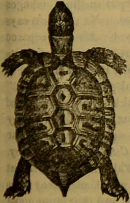 An illustration from A natural history of the animal kingdom : being a systematic and popular description of the habits, structure, and classification of animals, from the lowest to the highest forms. Arranged according to their organisation / by W. S. Dallas., 1860, leaf 419