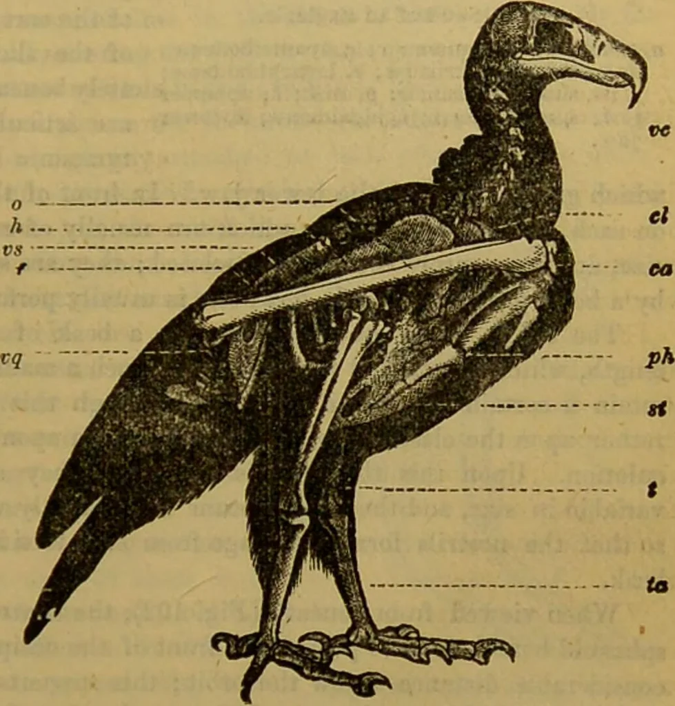 An illustration from A natural history of the animal kingdom : being a systematic and popular description of the habits, structure, and classification of animals, from the lowest to the highest forms. Arranged according to their organisation / by W. S. Dallas., 1860, leaf 421