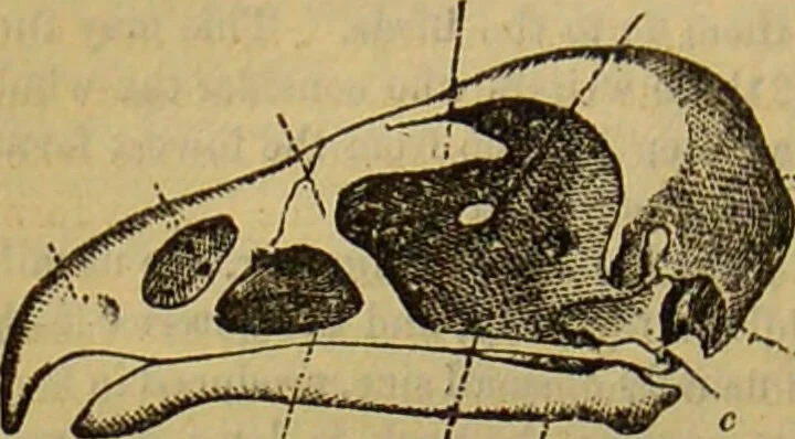 An illustration from A natural history of the animal kingdom : being a systematic and popular description of the habits, structure, and classification of animals, from the lowest to the highest forms. Arranged according to their organisation / by W. S. Dallas., 1860, leaf 422