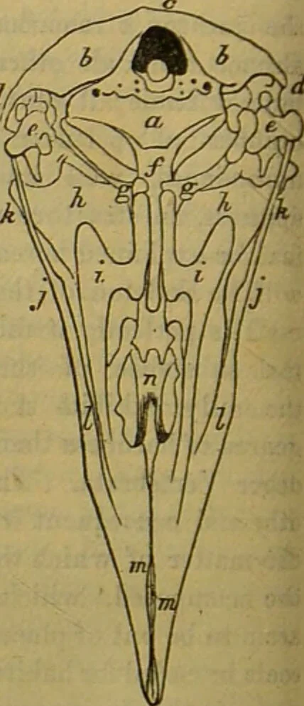 An illustration from A natural history of the animal kingdom : being a systematic and popular description of the habits, structure, and classification of animals, from the lowest to the highest forms. Arranged according to their organisation / by W. S. Dallas., 1860, leaf 422