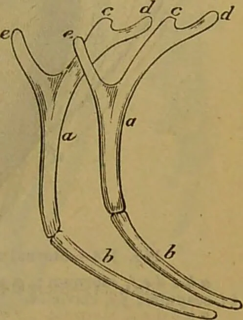 An illustration from A natural history of the animal kingdom : being a systematic and popular description of the habits, structure, and classification of animals, from the lowest to the highest forms. Arranged according to their organisation / by W. S. Dallas., 1860, leaf 423