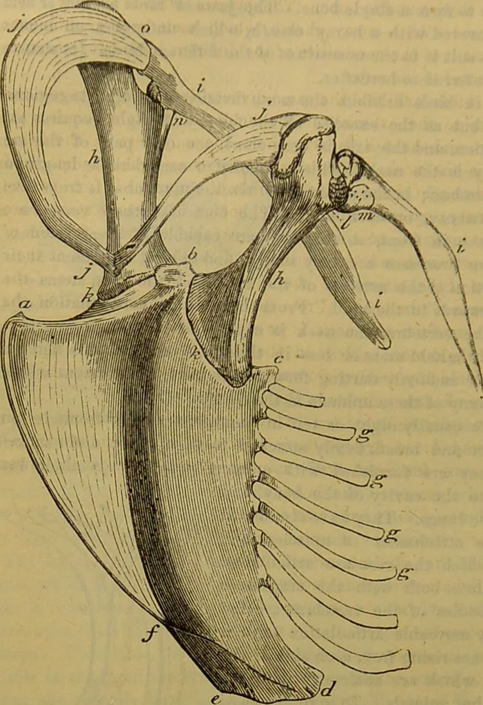 An illustration from A natural history of the animal kingdom : being a systematic and popular description of the habits, structure, and classification of animals, from the lowest to the highest forms. Arranged according to their organisation / by W. S. Dallas., 1860, leaf 424