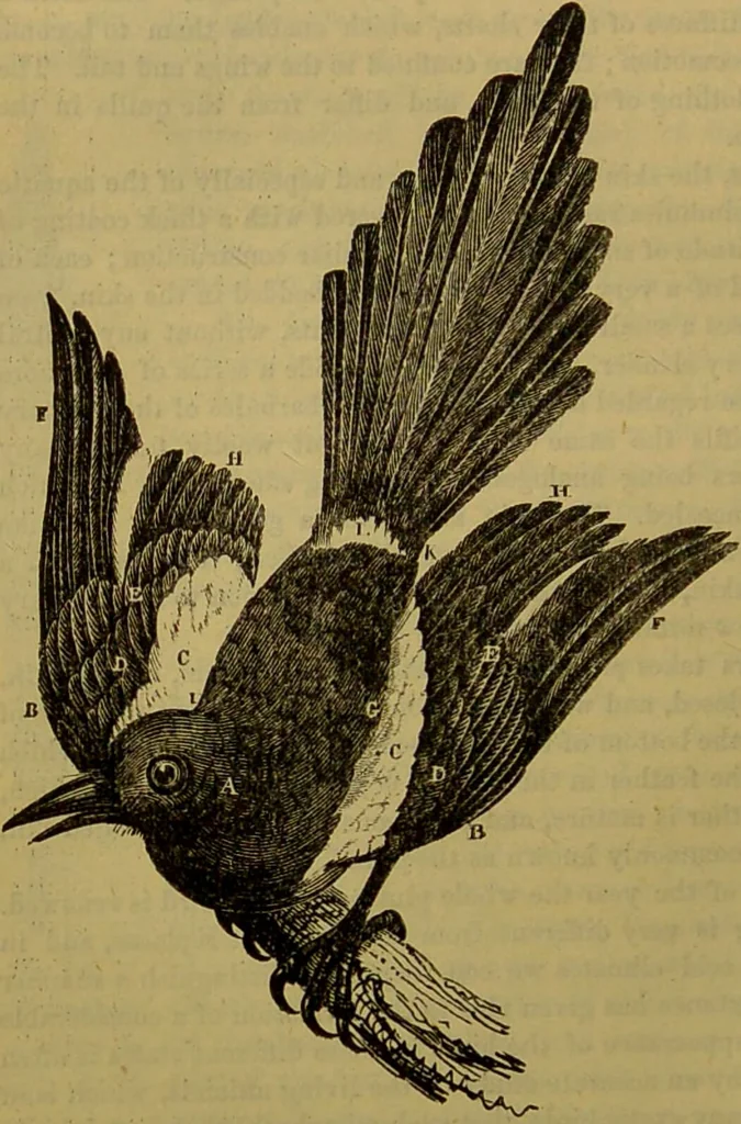 An illustration from A natural history of the animal kingdom : being a systematic and popular description of the habits, structure, and classification of animals, from the lowest to the highest forms. Arranged according to their organisation / by W. S. Dallas., 1860, leaf 428