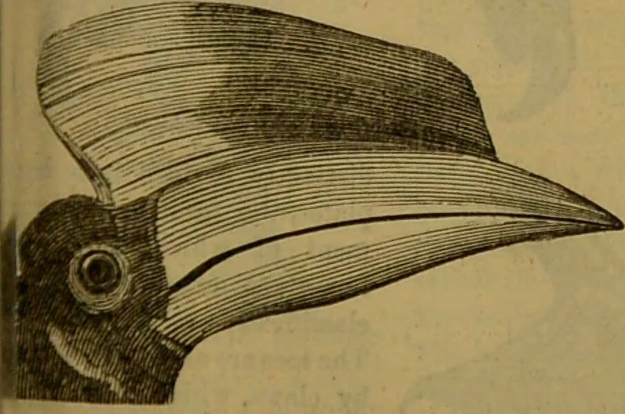 An illustration from A natural history of the animal kingdom : being a systematic and popular description of the habits, structure, and classification of animals, from the lowest to the highest forms. Arranged according to their organisation / by W. S. Dallas., 1860, leaf 429