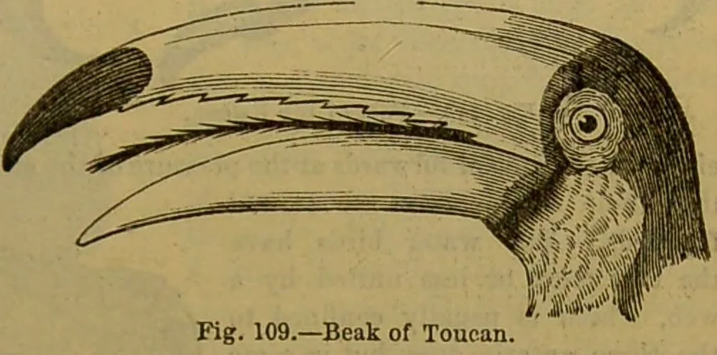 An illustration from A natural history of the animal kingdom : being a systematic and popular description of the habits, structure, and classification of animals, from the lowest to the highest forms. Arranged according to their organisation / by W. S. Dallas., 1860, leaf 429