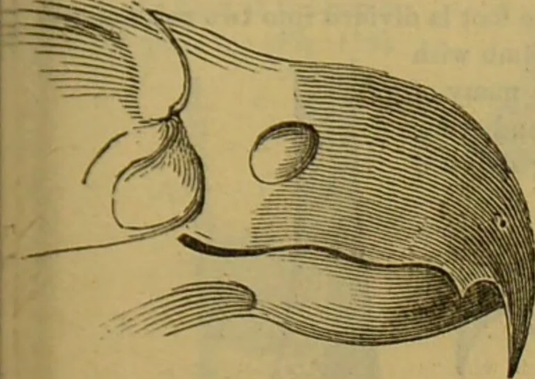 An illustration from A natural history of the animal kingdom : being a systematic and popular description of the habits, structure, and classification of animals, from the lowest to the highest forms. Arranged according to their organisation / by W. S. Dallas., 1860, leaf 429