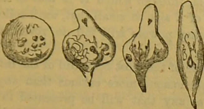 An illustration from A natural history of the animal kingdom : being a systematic and popular description of the habits, structure, and classification of animals, from the lowest to the highest forms. Arranged according to their organisation / by W. S. Dallas., 1860, leaf 43