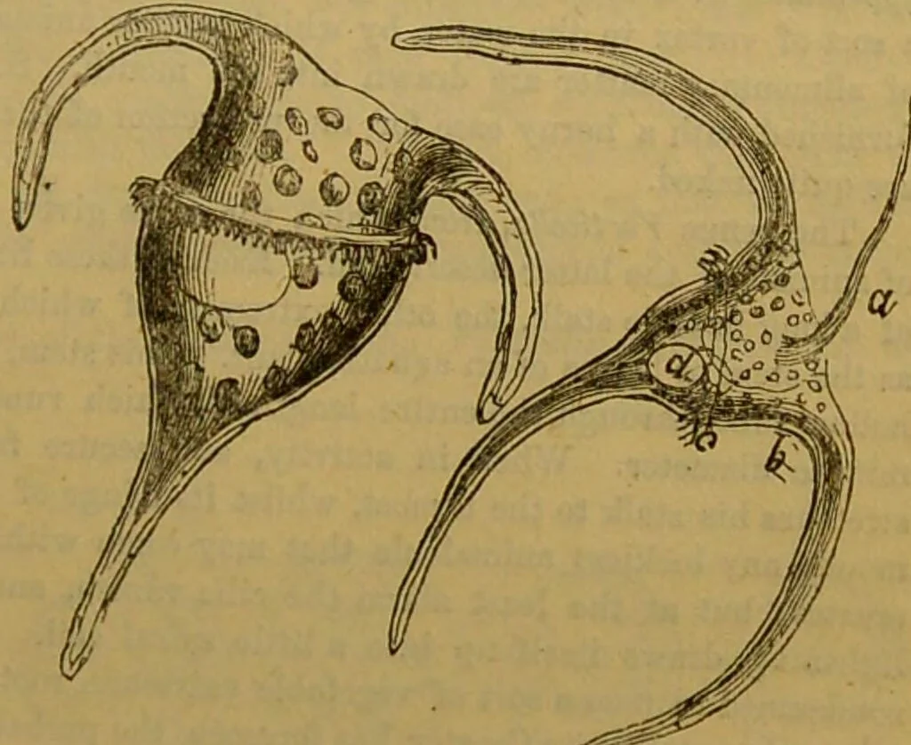 An illustration from A natural history of the animal kingdom : being a systematic and popular description of the habits, structure, and classification of animals, from the lowest to the highest forms. Arranged according to their organisation / by W. S. Dallas., 1860, leaf 43