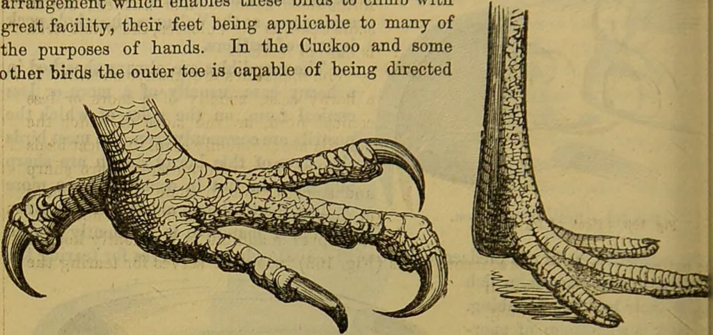 An illustration from A natural history of the animal kingdom : being a systematic and popular description of the habits, structure, and classification of animals, from the lowest to the highest forms. Arranged according to their organisation / by W. S. Dallas., 1860, leaf 430