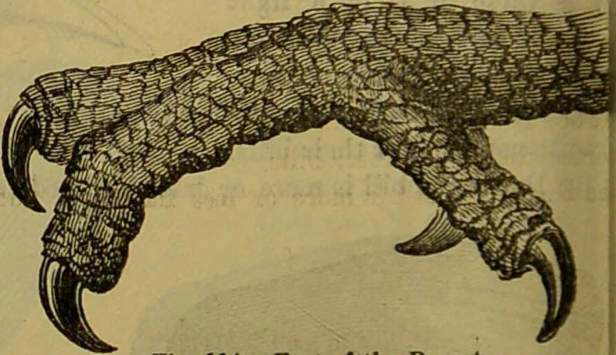 An illustration from A natural history of the animal kingdom : being a systematic and popular description of the habits, structure, and classification of animals, from the lowest to the highest forms. Arranged according to their organisation / by W. S. Dallas., 1860, leaf 430