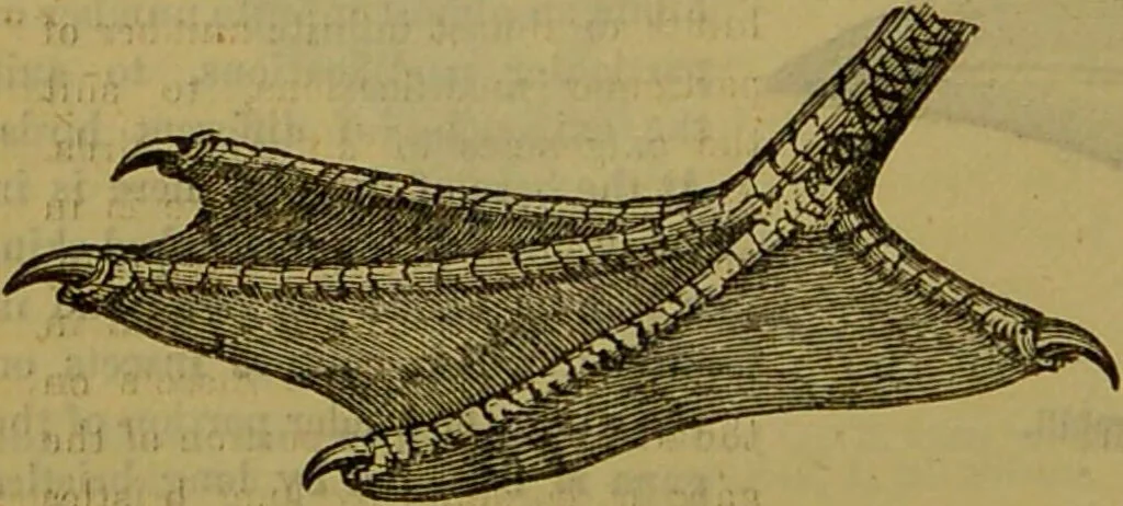 An illustration from A natural history of the animal kingdom : being a systematic and popular description of the habits, structure, and classification of animals, from the lowest to the highest forms. Arranged according to their organisation / by W. S. Dallas., 1860, leaf 430