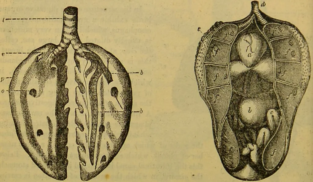 An illustration from A natural history of the animal kingdom : being a systematic and popular description of the habits, structure, and classification of animals, from the lowest to the highest forms. Arranged according to their organisation / by W. S. Dallas., 1860, leaf 432