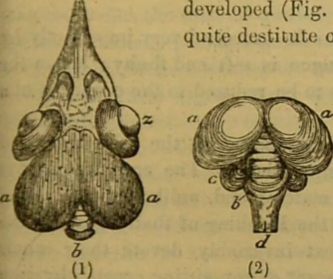 An illustration from A natural history of the animal kingdom : being a systematic and popular description of the habits, structure, and classification of animals, from the lowest to the highest forms. Arranged according to their organisation / by W. S. Dallas., 1860, leaf 433